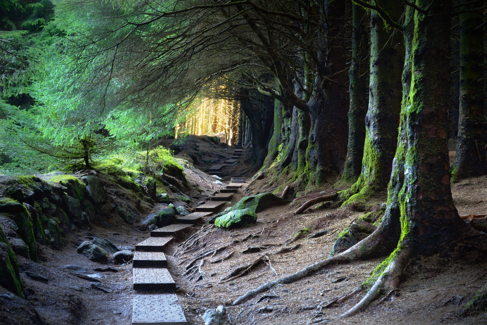 Forest boardwalk through moss-covered trees with sunlight shining in the distance at Ballinastoe Woods, Wicklow, Ireland.