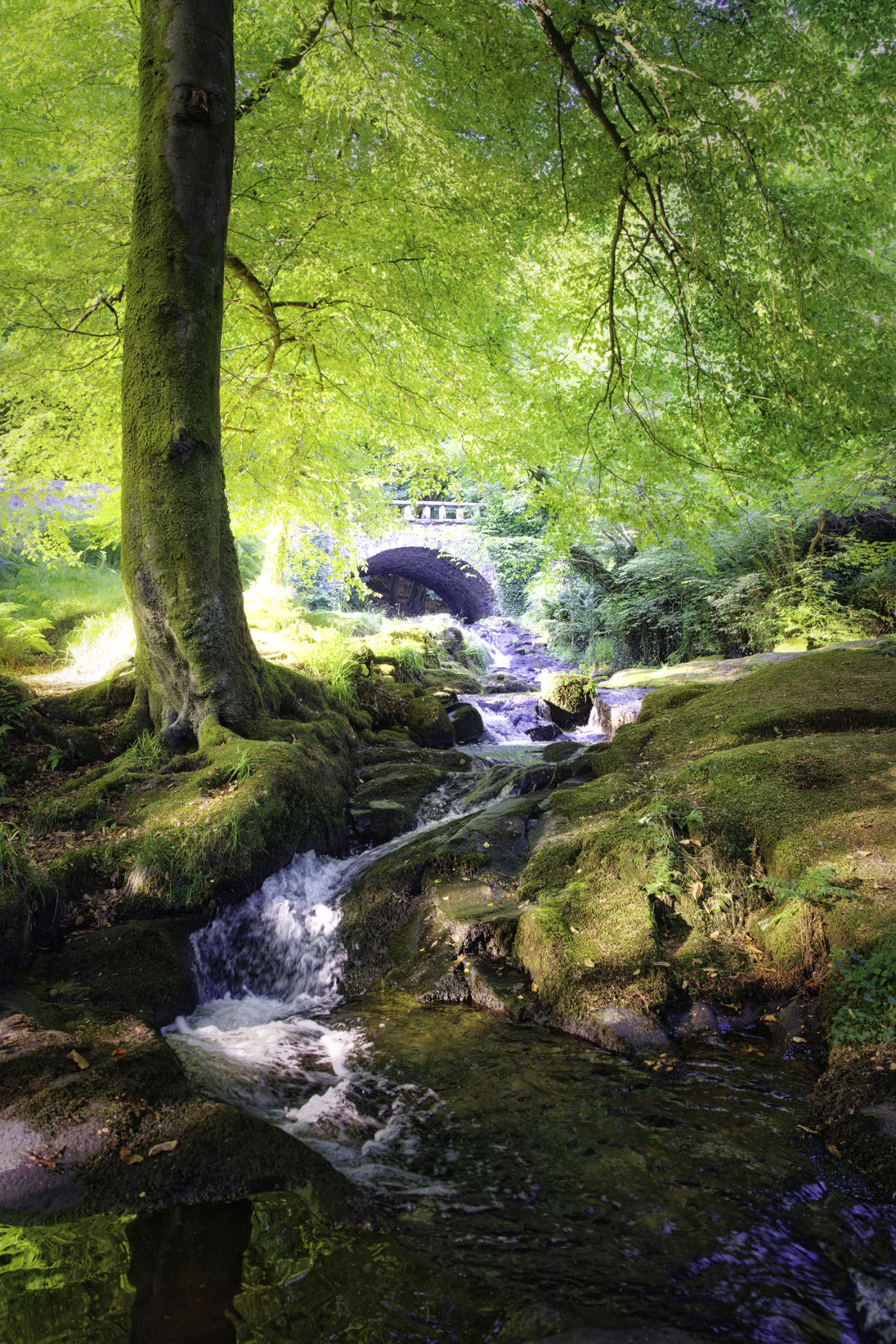 Woodland stream landscape from Cloghleagh in Wicklow.