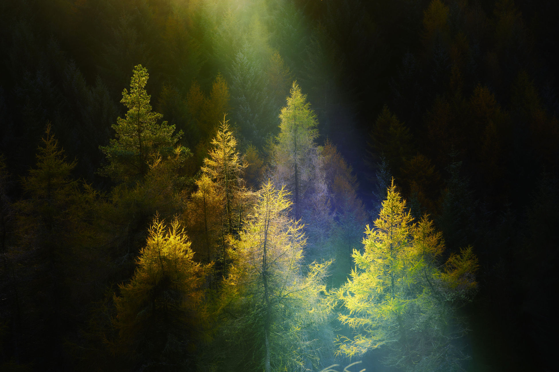 Forest scene from Tibradden Wood in Dublin.
