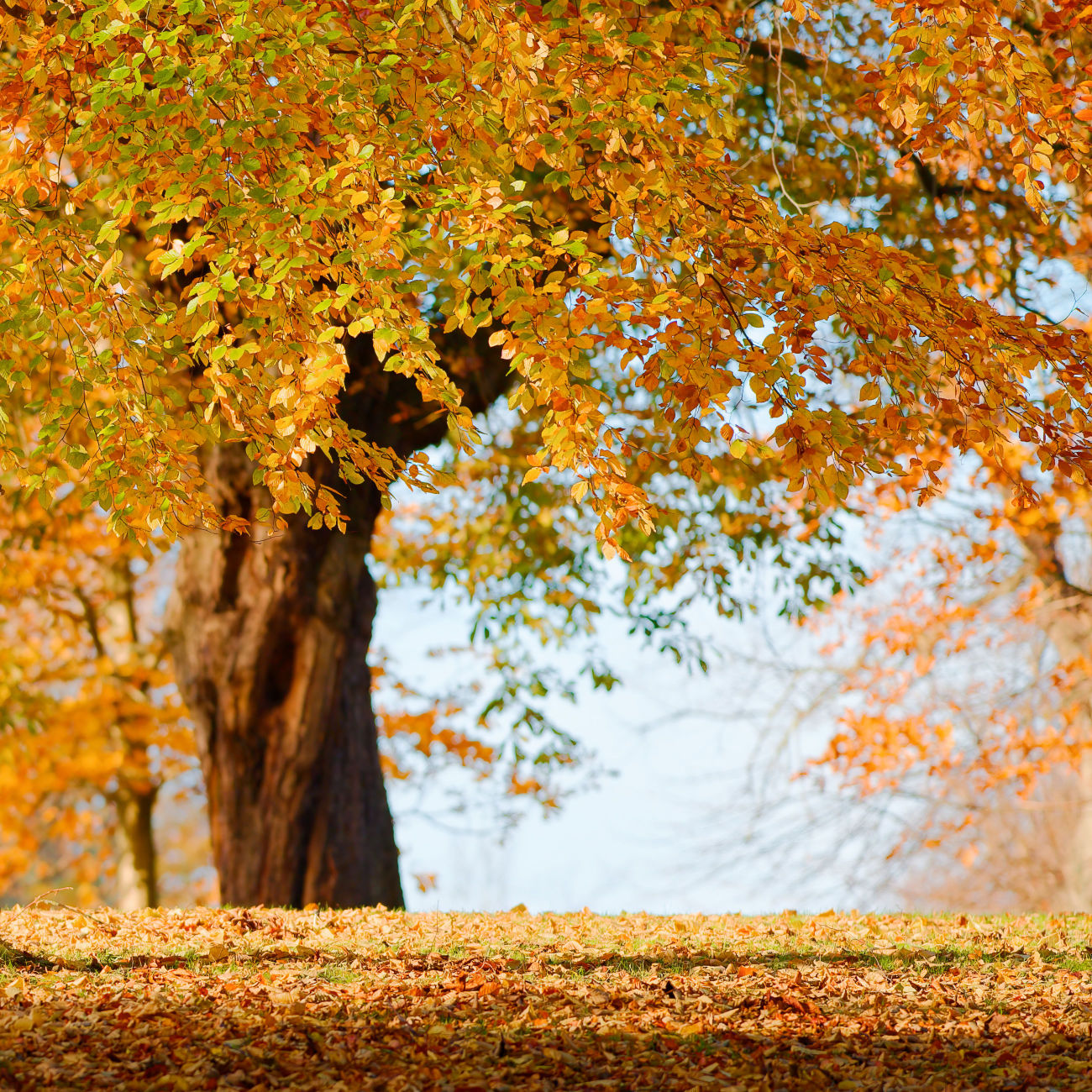 Landscape photograph of Phoenix Park in Dublin.